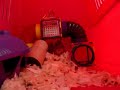 Arwen the amazing rat! (RIP 18/09/07)