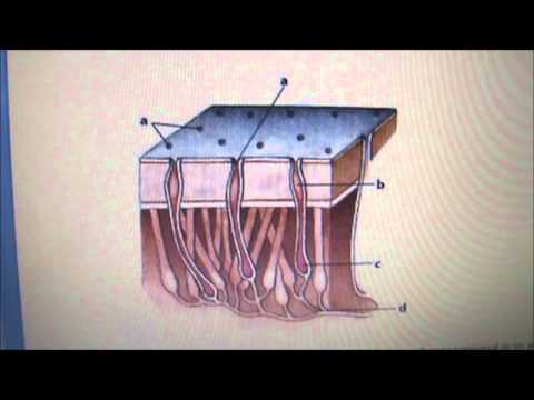 Ampollas de Lorenzini (para novatos)