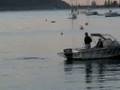 Collette (Colin) the Baby Whale lost its mom in Pittwater - Sydney