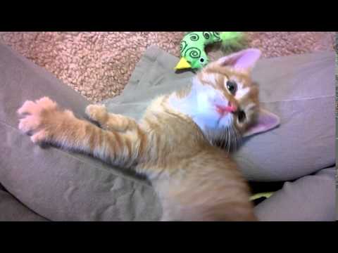 YouTube Preview Image