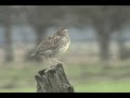 Western Meadowlark
