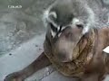 Животные и люди (смешная подборка)