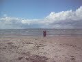 Black Alsatian at the Beach