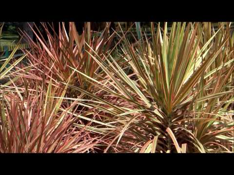 how to replant dracaena marginata