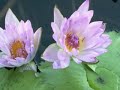 Grupul Maslinul - Canta floare minunata