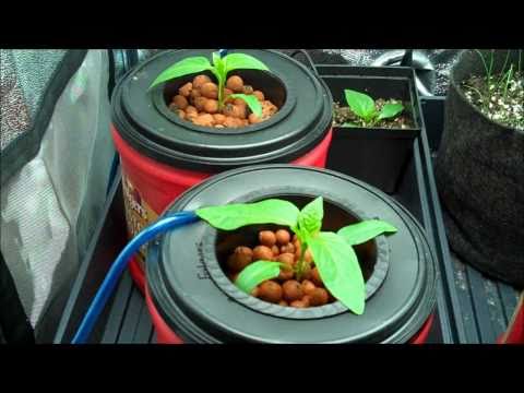 how to transplant umbrella plant