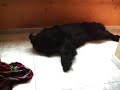 Giulio il mio cane terranova impazzito! da paperissima ihihi Giulio il mio cane terranova impazzito! da paperissima ihihi