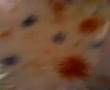 Basenji video