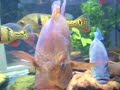 MIXED PBASS TANK