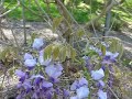 Cherry, Wisteria & Dogwood Cherry, Wisteria & Dogwood