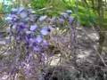 Cherry, Wisteria & Dogwood