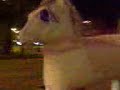Nachtkerk 3, my big Pony (miss robotnic)1