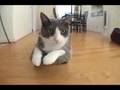 Best of Cats Skateboarding