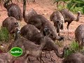 Program on Yamu and Ostrich rearing