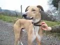 Jack - Lurcher - Available for Adoption Jack - Lurcher - Available for Adoption