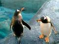 Penguins at Asahiyama Zoo (Japan)
