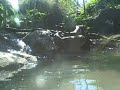 Otters