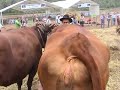 Ganaderos en la Finca de Osorio (1)