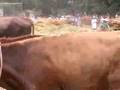 Ganaderos en la Finca de Osorio (1)