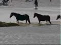 Horses rescue in Holland