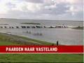 Horses rescue in Holland