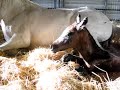 Mare and newborn foal kiss each other