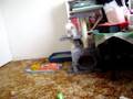 Ragdoll kitten Charlie Brown
