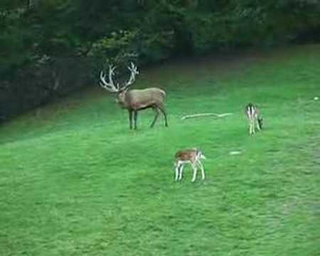 Mating Season in Red Deer Land ...