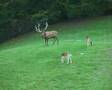 Mating Season in Red Deer Land (1) (Denmark 2007)