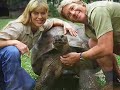 Steve Irwin Steve Irwin