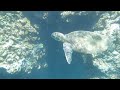 Free Diving Hawaii's North Shore August 2009 - Ray Diddens