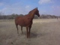 Jack and I Playing In The Pasture
