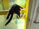 My cat