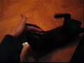 black kitten=black monkey