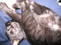black kitten=black monkey