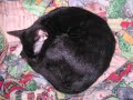 black kitten=black monkey