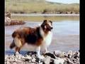 Beautiful Collies