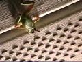 Yellow Jacket Attack