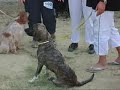 Agility Dog a Volterra - by Renato Caldon