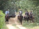 joop paard joop paard
