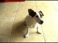 Talking Doggy!