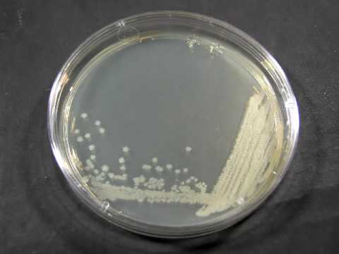 how to isolate clostridium