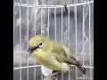 PEMANCING PLECI BAHAN UNTUK BELAJAR NGALAS | OM KICAU