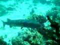 BARRACUDA-BAY-OF-PIG