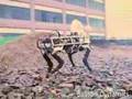 Robotic Mule