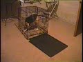 Beagle Escape