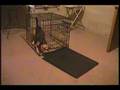 Beagle Escape