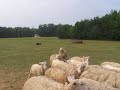 Ducks or Sheep? Ted\