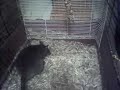 rat gambie