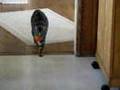 My cat fetches